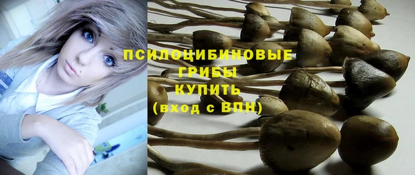 прущие грибы Горно-Алтайск